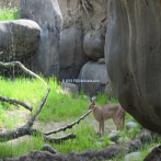 Oregon Zoo Animal Exhibit