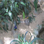 Oregon Zoo Bird Exhibit
