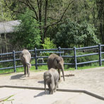 Oregon Zoo Elephant Exhibit