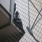 Oregon Zoo Gibbon Exhibit