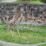 Giraffe Exhibit