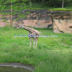 Oregon Zoo Giraffe Exhibit