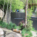 Zoo Tiger Exhibit