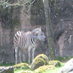 Zebra Exhibit