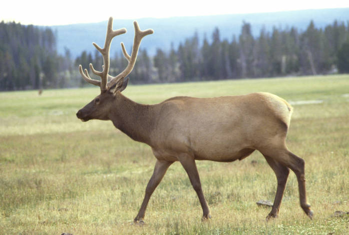 picture of elk in meadow
