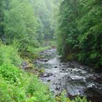 Banks Oregon Salmonberry River