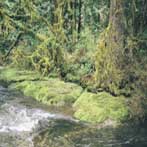 Estacada Oregon Eagle Fern Park