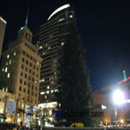 Pioneer Square Tree