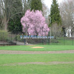 Irvington Park Baseball