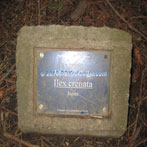 Plaque