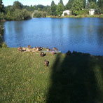 Commonwealth Lake Ducks