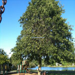 Commonwealth Lake Tree