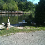 Duck Pond