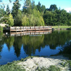 Commonwealth Lake Duck Pond