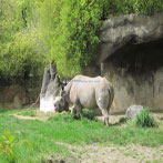 Oregon Zoo Animal Exhibit