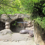 Zoo exhibit