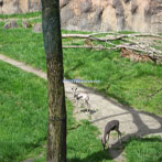 Zoo exhibit