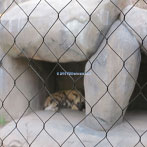 Oregon Zoo Animal Exhibit