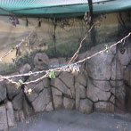 Bats exhibit