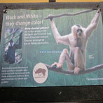 Gibbon Exhibit
