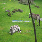 Oregon Zoo Exhibit