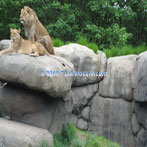 Oregon Zoo Lion Exhibit