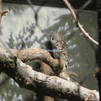 Oregon Zoo Owl Exhibit