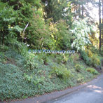 Pittock Mansion Road