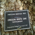 Northwest Portland Strohecker's Park White Oak