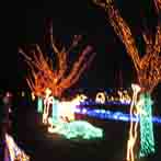 Zoo Lights