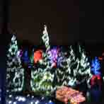 Zoo Lights