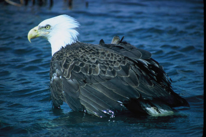 picture of a bald eagle in a lake